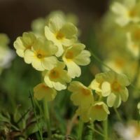 fleur-pour-detox-de-printemps-400x250